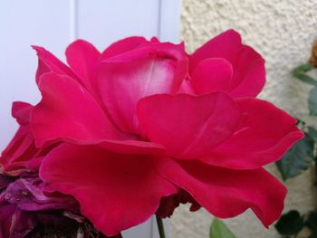 Close-up of pink flower blooming outdoors