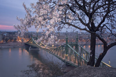 Almond tree in bloom at the gellért hill in budapest. 