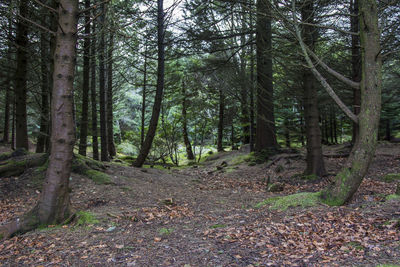 Trees in forest