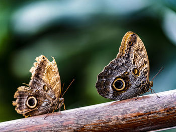 Close-up of butterfly on wood