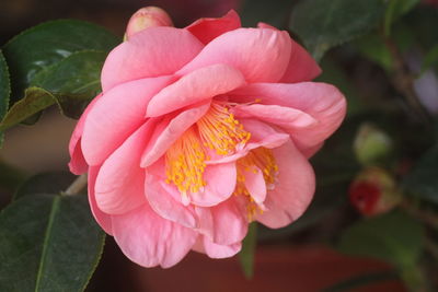 Camellia blooming in winter is full of spring