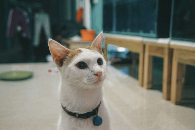 Close-up of a cat looking away