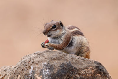 A spanish chipmunk eating a nut. this picture was taken on july 25, 2020 on a canon.