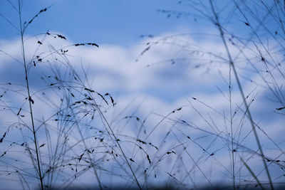 Low angle view of silhouette plants against sky