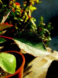 Close-up of plant leaves during autumn