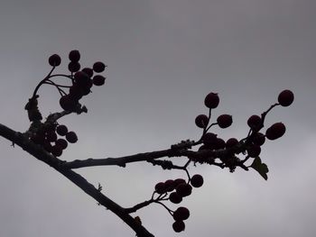 Low angle view of fruit tree against clear sky