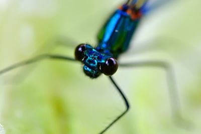 Extreme close-up of dragonfly