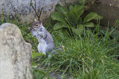 Squirrel on grass