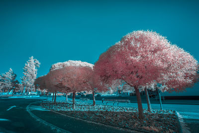 View of trees on road against clear blue sky