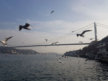 Seagulls flying over sea against sky