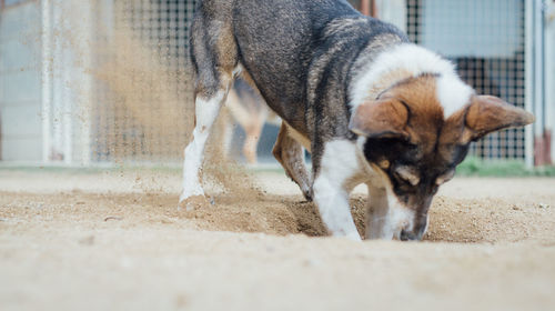 Close-up of dog outdoors