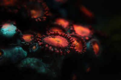 Close-up of coral in sea