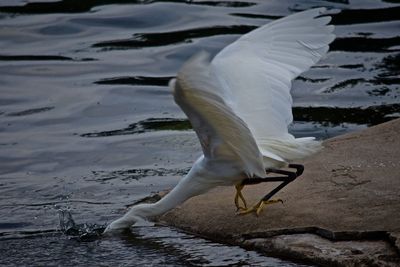 Snowy egret by lake at dusk