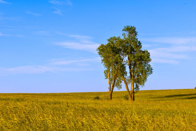 Tree on field against sky