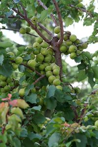 Low angle view of grapes growing in vineyard