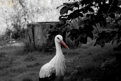 White stork perching on field