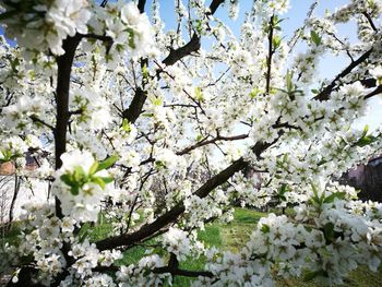 Low angle view of blooming tree against sky