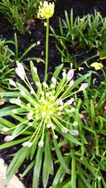 Close-up of flowers blooming outdoors