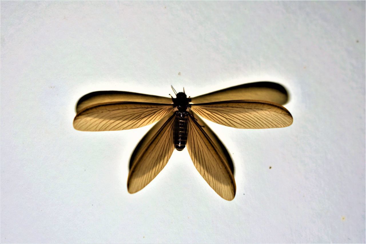 CLOSE-UP OF BUTTERFLY POLLINATING