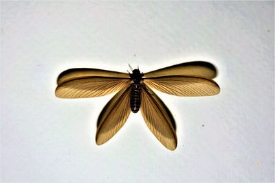 Close-up of butterfly flying over white background