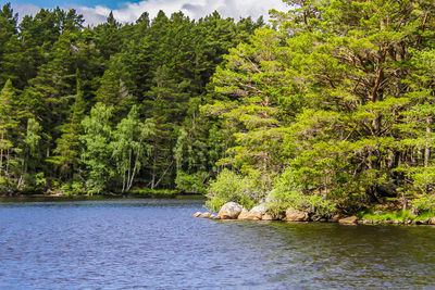 Scenic view of river amidst trees in forest