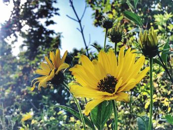 Close-up of yellow flowering plant in park