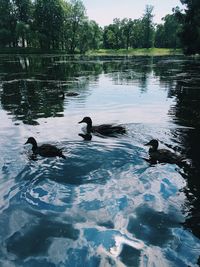 Swan swimming in lake