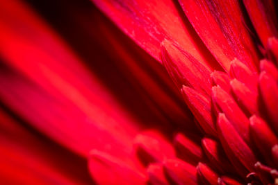 Full frame shot of red leaf