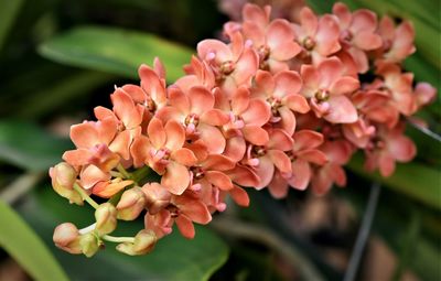 Close-up of pink flowering plant