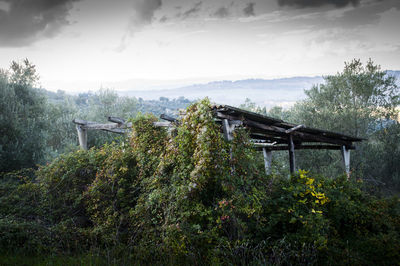 Plants and trees against sky