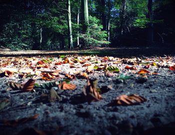 Fallen leaves on tree trunk