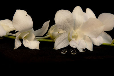 Close-up of white flowering plant against black background