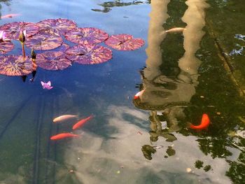 High angle view of leaves floating on water