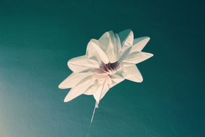 Close-up of paper flower against blue wall