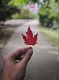 Close-up of hand holding maple leaf