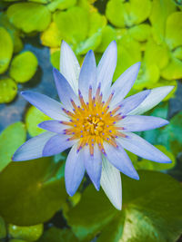 Close-up of purple water lily