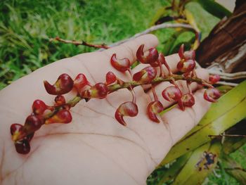 Close-up of red berries on leaves