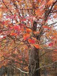 Low angle view of tree