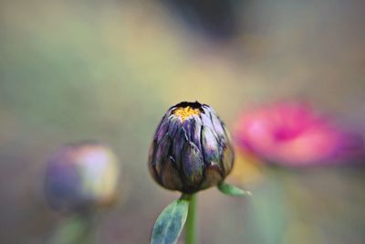 Close-up of multi colored flower