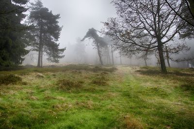 Trees in forest