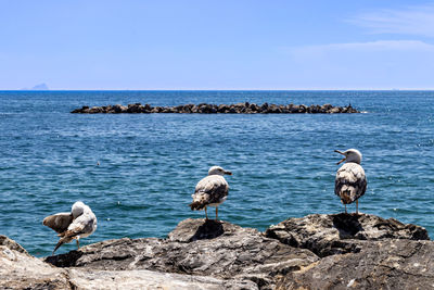 Three seagull with funny gestures and sea, cliff, rocks and blue sky. wild life concept photography
