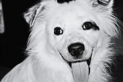 Portrait of dog sticking out tongue against black background