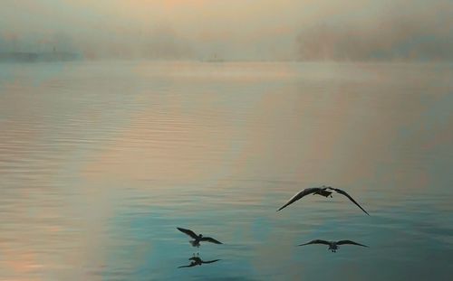 Seagulls flying over sea