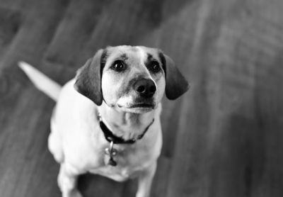 High angle portrait of dog looking at camera