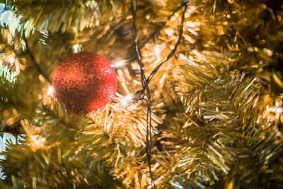 Close-up of christmas tree