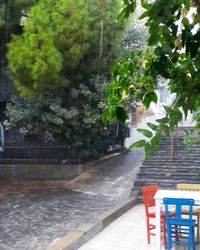 Close-up of plants against building