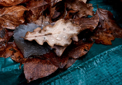 Close up of leaves