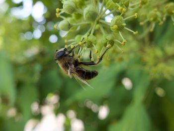 Close-up of insect on plant