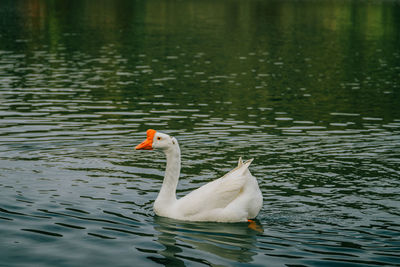 Swan swimming in lake