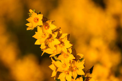 Close-up of yellow flower